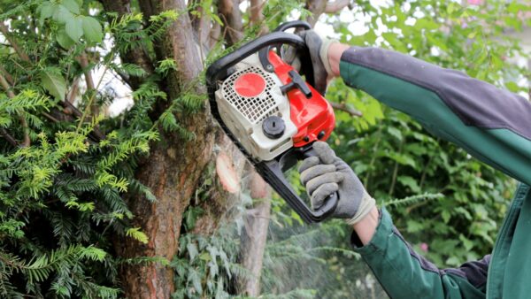 Baumschnitt aus dem Garten- und Landschaftsbau